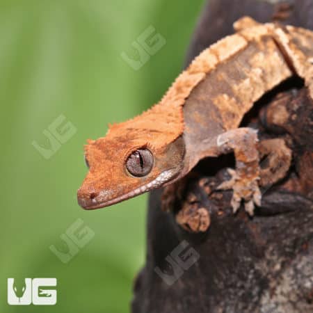 Juvenile Red Extreme Harlequin Crested Gecko #7 (Correlophus ciliatus) For Sale - Underground Reptiles