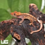 Juvenile Red Extreme Harlequin Crested Gecko #7 (Correlophus ciliatus) For Sale - Underground Reptiles