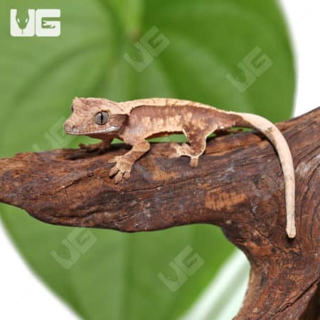 Juvenile Red Extreme Harlequin Crested Gecko #7 (Correlophus ciliatus) For Sale - Underground Reptiles