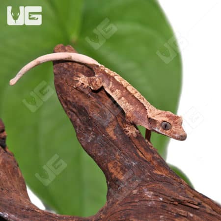 Juvenile Red Extreme Harlequin Crested Gecko on wood branch.