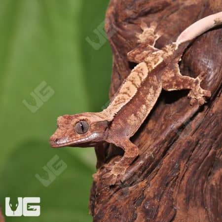 Juvenile Red Extreme Harlequin Crested Gecko #8 (Correlophus ciliatus) For Sale - Underground Reptiles