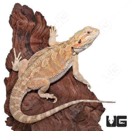 Male Juvenile Hypo Citrus Blue Bar Bearded Dragon (Pogona vitticeps) For Sale - Underground Reptiles