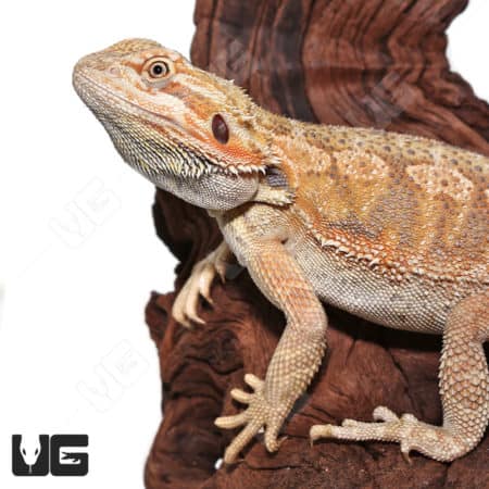 Male Juvenile Hypo Citrus Blue Bar Bearded Dragon (Pogona vitticeps) For Sale - Underground Reptiles