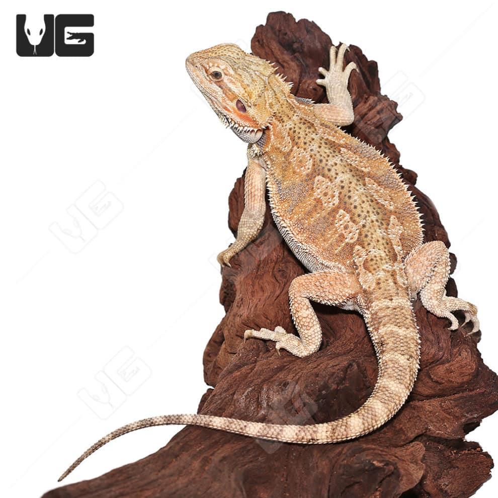 baby-mocha-stripe-bearded-dragon-for-sale-underground-reptiles