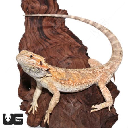 Juvenile Hypo Citrus Blue Bearded Dragon on wood branch.