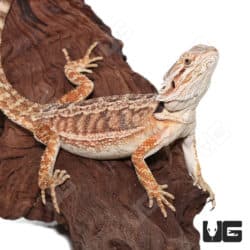 Baby Mocha Stripe Bearded Dragons (Pogona vitticeps) For Sale - Underground Reptiles