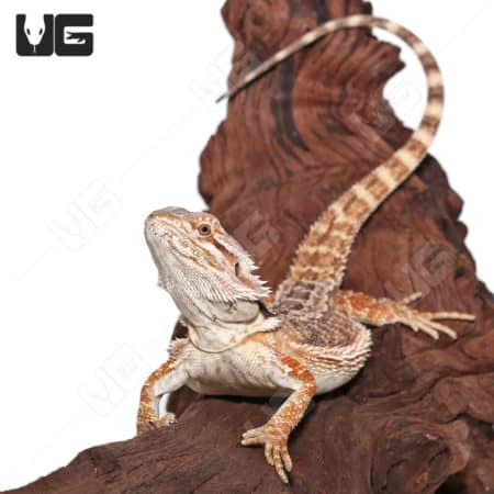 Female juvenile Mocha Stripe Bearded Dragon on a natural wood background.