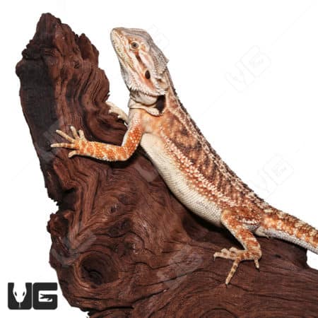 Baby Mocha Stripe Bearded Dragons (Pogona vitticeps) For Sale - Underground Reptiles