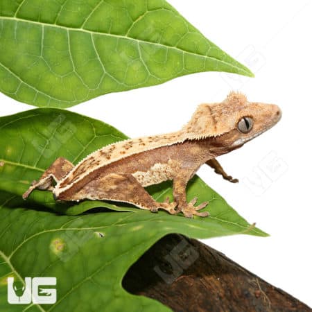 Juvenile Tailless Creamy Extreme Harlequin Crested Gecko #11 (Correlophus ciliatus) For Sale - Underground Reptiles