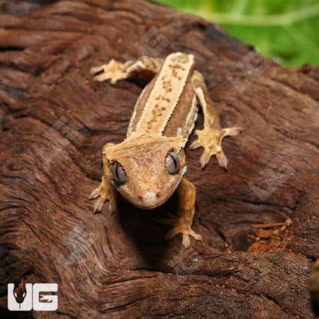 Juvenile Tailless Creamy Extreme Harlequin Crested Gecko #11 (Correlophus ciliatus) For Sale - Underground Reptiles