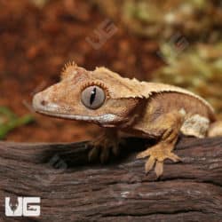 Juvenile Tailless Creamy Extreme Harlequin Crested Gecko #11 (Correlophus ciliatus) For Sale - Underground Reptiles