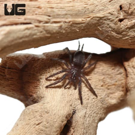 Mexican Curtain Web Spider (Euagrus Mexicanus) For Sale - Underground Reptiles