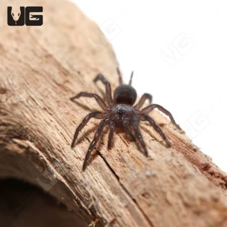 Mexican Curtain Web Spider (Euagrus Mexicanus) For Sale - Underground Reptiles