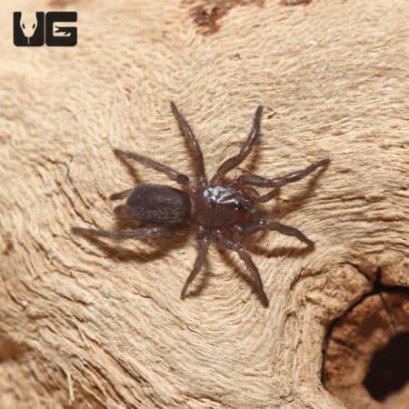 Mexican Curtain Web Spider, small 0.25" arachnid, native to Mexico, known for its web-building skill.