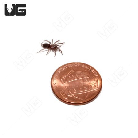 Mexican Curtain Web Spider (Euagrus Mexicanus) For Sale - Underground Reptiles