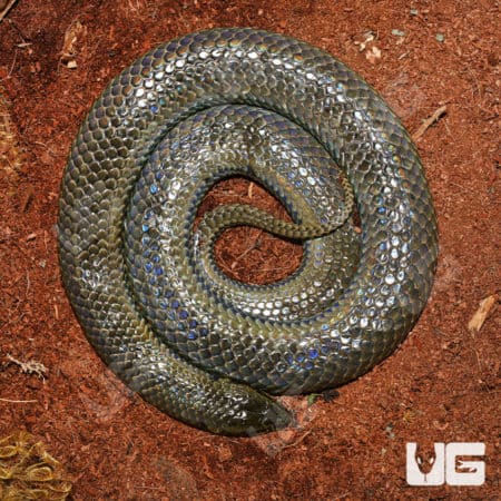 Giant South American Pond Snake resting on soil, showcasing its large, shiny scales.