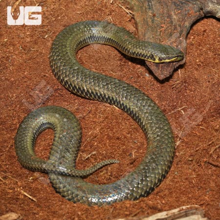 Giant South American Pond Snake in natural habitat, showcasing its impressive size and vibrant scale.