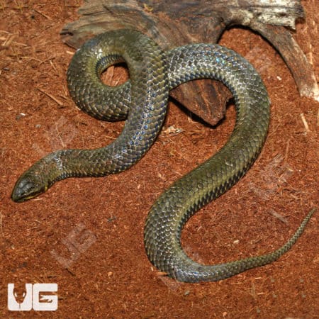 Giant South American Pond Snake in natural habitat, showcasing its sleek, greenish scales and elonga.