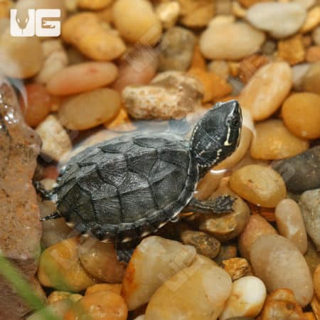 Baby Stinkpot Musk Turtles (Sternotherus odoratus) for sale
