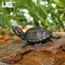 Baby Stinkpot Musk Turtles (Sternotherus odoratus) for sale