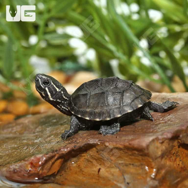 Baby Stinkpot Musk Turtles For Sale - Underground Reptiles