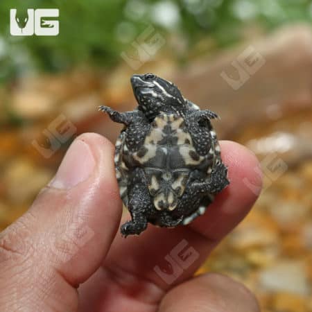 Baby Stinkpot Musk Turtles (Sternotherus odoratus) for sale