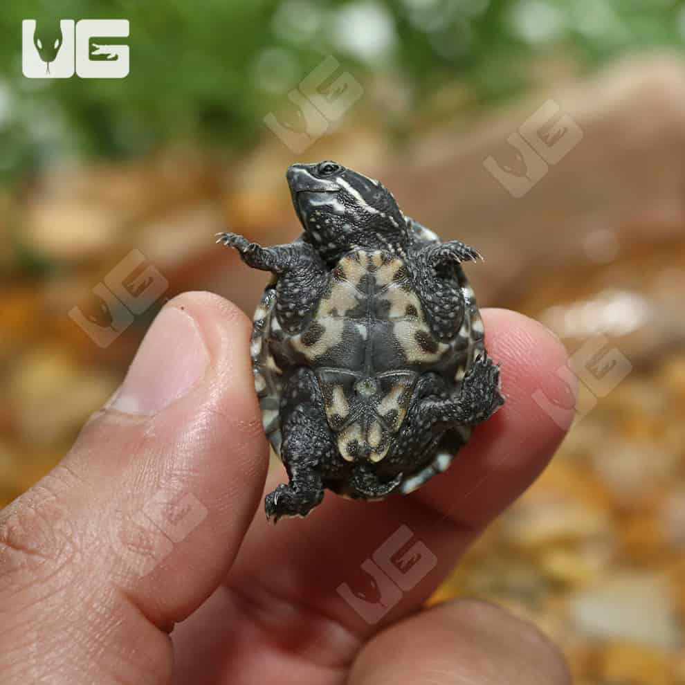 Baby Stinkpot Musk Turtles For Sale Underground Reptiles
