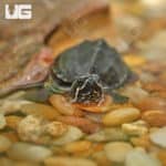 Baby Stinkpot Musk Turtles (Sternotherus odoratus) for sale