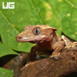 Sub-Adult Female Red Extreme Harlequin Crested Gecko (Correlophus ciliatus) For Sale - Underground Reptiles