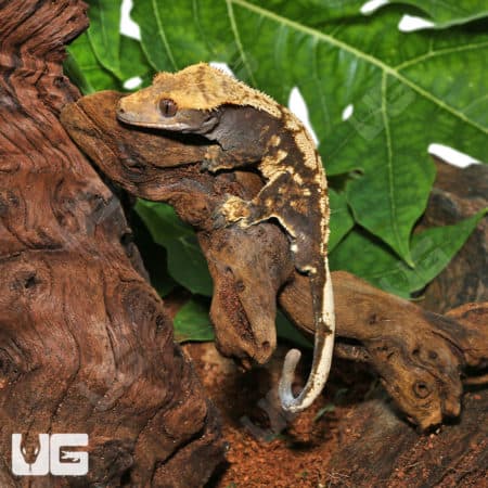 Sub-Adult Male Extreme Harlequin Crested Gecko (Correlophus ciliatus) for sale
