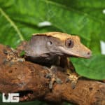 Sub-Adult Male Extreme Harlequin Crested Gecko (Correlophus ciliatus) for sale