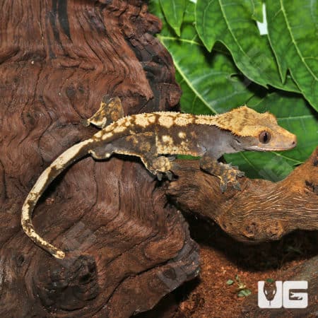 Sub-Adult Male Extreme Harlequin Crested Gecko (Correlophus ciliatus) for sale
