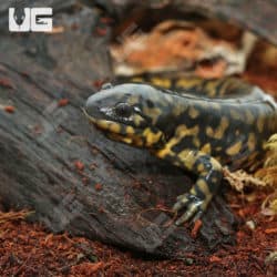 Eastern Tiger Salamanders (Ambystoma tigrinum) For Sale - Underground Reptiles