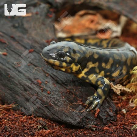 Eastern Tiger Salamanders For Sale - Underground Reptiles