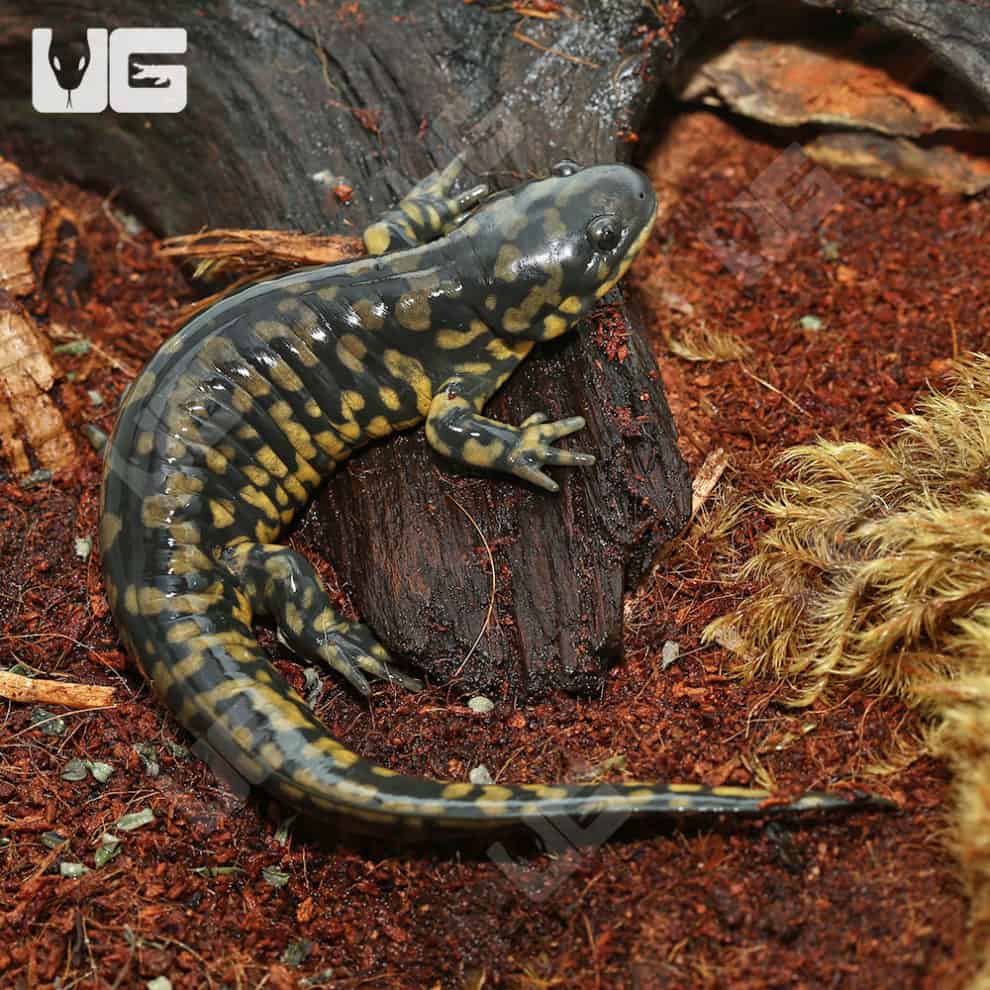 Eastern Tiger Salamanders For Sale Underground Reptiles