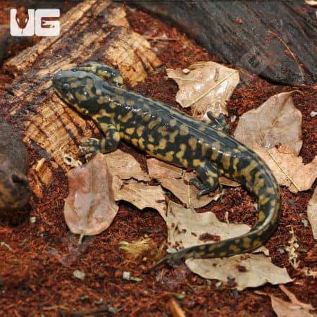 Eastern Tiger Salamanders (Ambystoma tigrinum) For Sale - Underground Reptiles