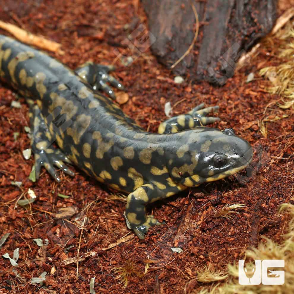 Eastern Tiger Salamanders For Sale Underground Reptiles