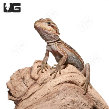Translucent Dunner Bearded Dragon on a rock, showcasing vibrant colors and unique pattern.