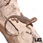 Baby Translucent Dunner Bearded Dragons (Pogona vitticeps) For Sale - Underground Reptiles