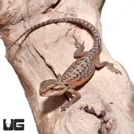 Baby Translucent Dunner Bearded Dragons (Pogona vitticeps) For Sale - Underground Reptiles