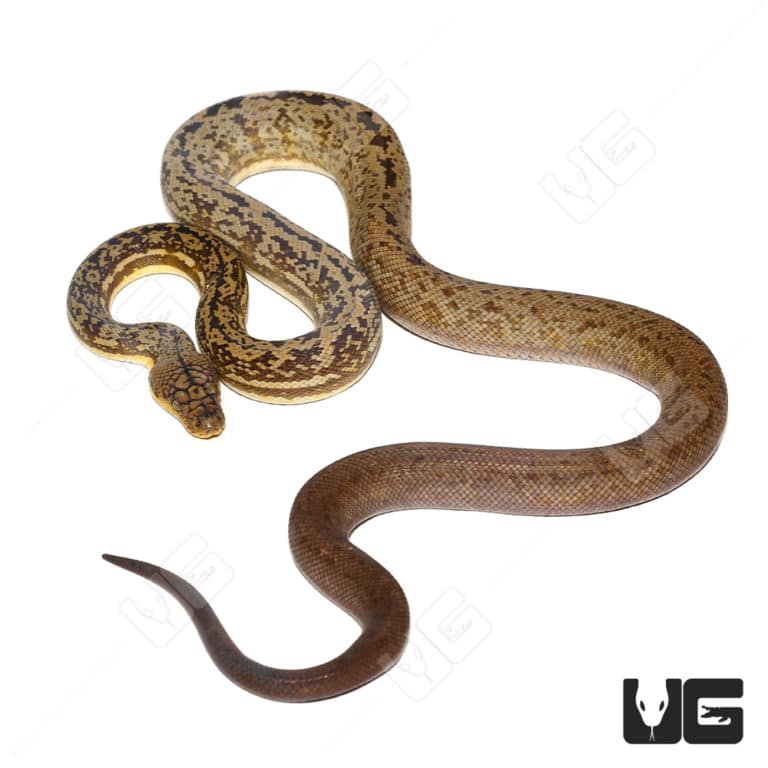 Timor Python (Malayopython timoriensis) For Sale - Underground Reptiles
