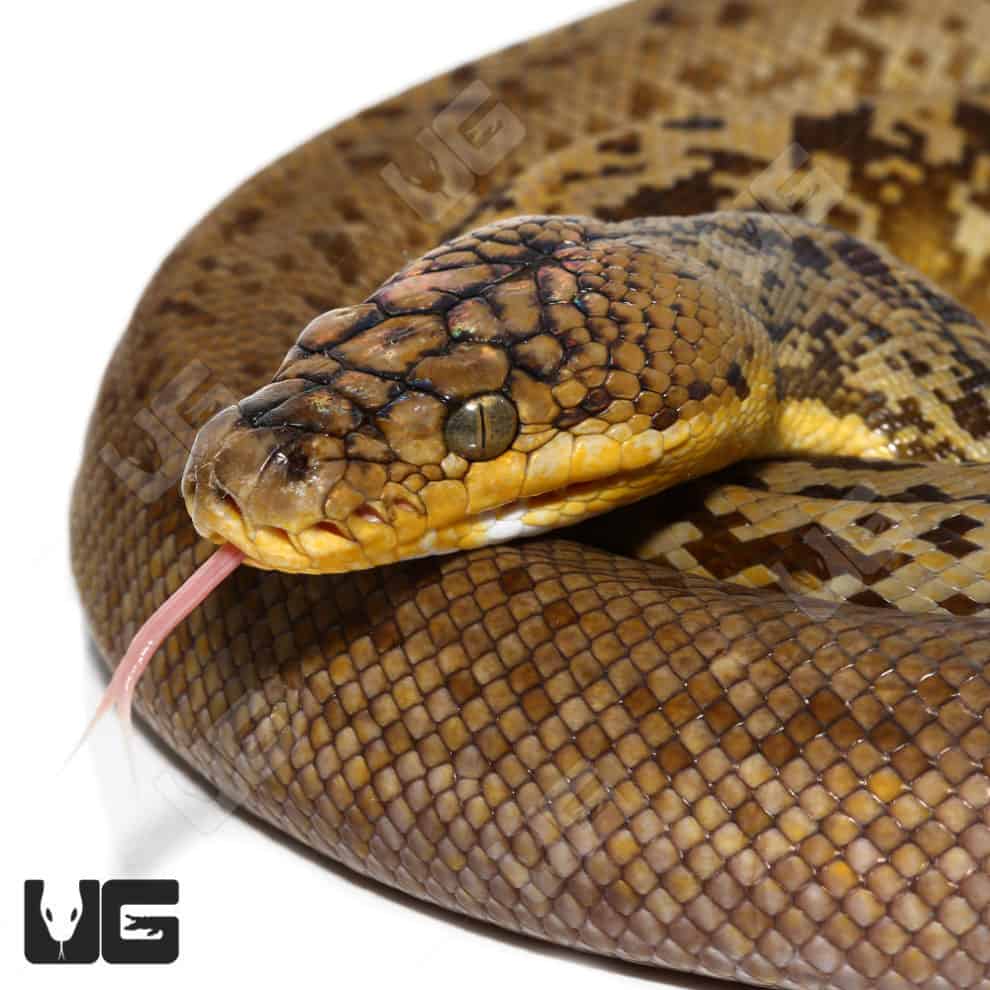 Timor Python (Malayopython timoriensis) For Sale - Underground Reptiles