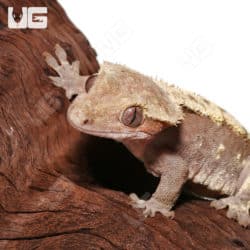 Adult Female Red Harlequin Crested Gecko #1 (Correlophus ciliatus) For Sale - Underground Reptiles
