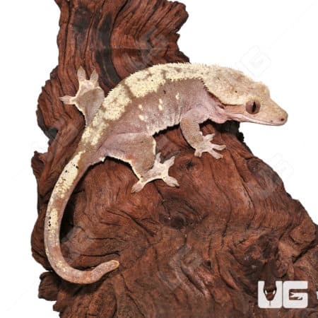 Red Harlequin Crested Gecko on wood.