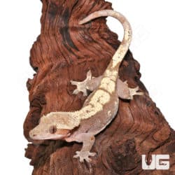 Adult Female Red Harlequin Crested Gecko #1 (Correlophus ciliatus) For Sale - Underground Reptiles