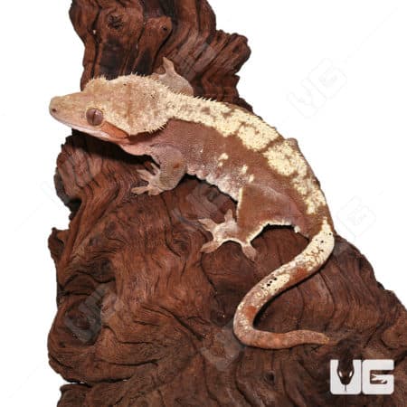 Adult Female Red Harlequin Crested Gecko #1 (Correlophus ciliatus) For Sale - Underground Reptiles