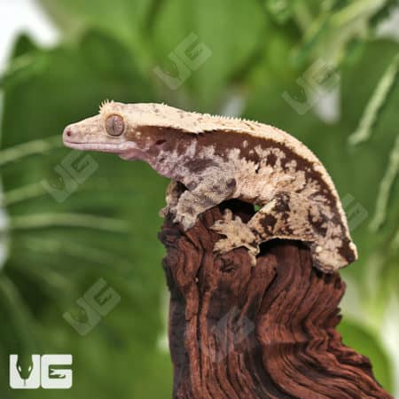 Harlequin crested gecko, adult male, tailless, extreme pattern, vibrant colors.