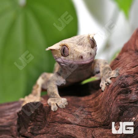 Adult Male Extreme Harlequin Tailless Crested Gecko #3 (Correlophus ciliatus) For Sale - Underground Reptiles