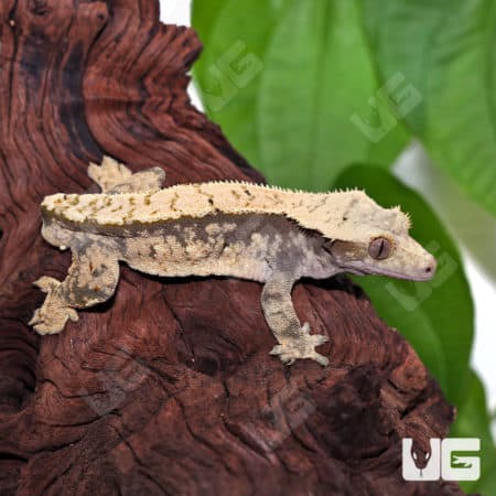 Adult Male Extreme Harlequin Tailless Crested Gecko #3 (Correlophus ciliatus) For Sale - Underground Reptiles
