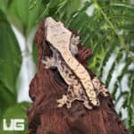 Adult Male Extreme Harlequin Tailless Crested Gecko #3 (Correlophus ciliatus) For Sale - Underground Reptiles